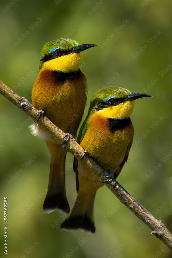 Fototapeta premium Two little bee-eaters with catchlights on branch