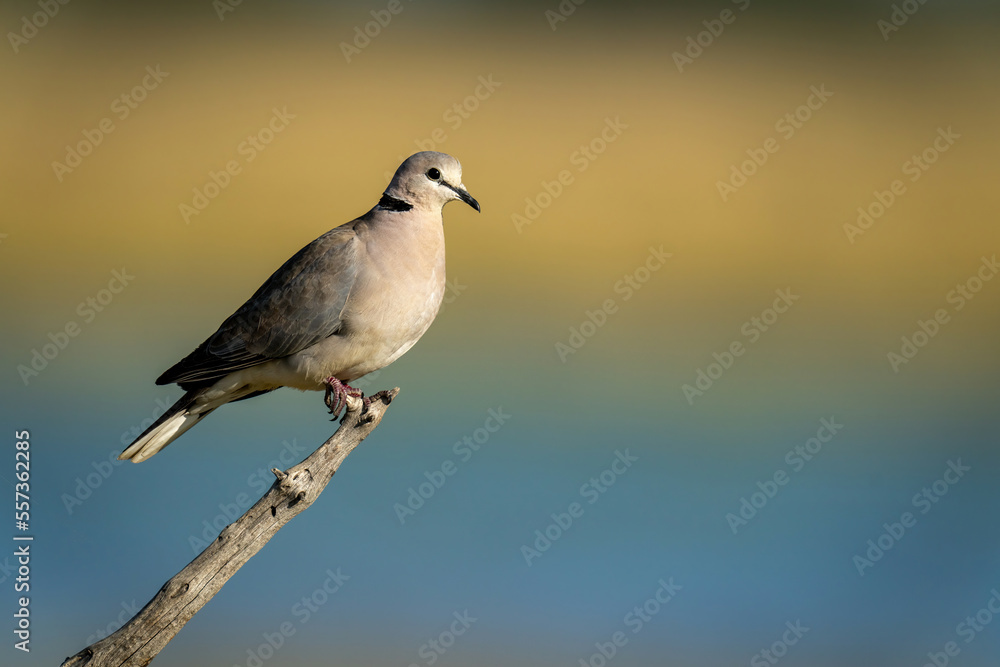 Ring-necked dove on branch in golden light Ring-necked dove on branch in golden light