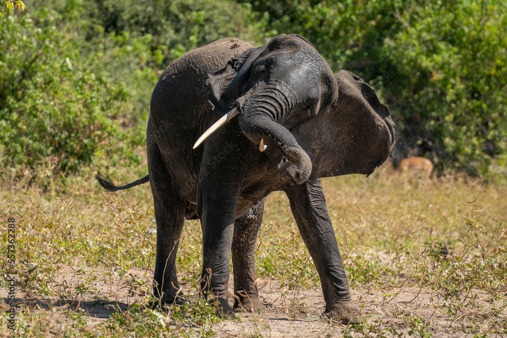 Fototapeta premium African elephant stands shaking head near bushes
