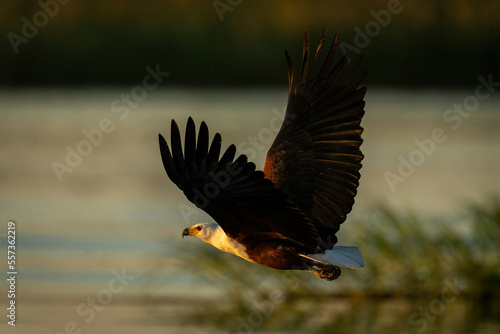 African fish eagle flies in golden hour