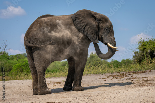 African elephant stands throwing sand over body