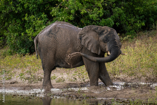 African elephant throwing muddy water over flank
