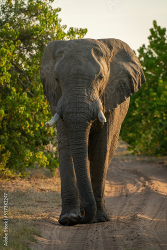 African elephant walks along track towards camera