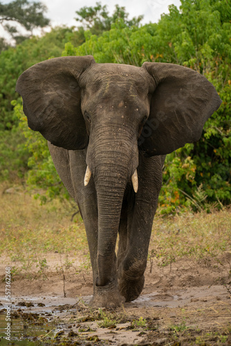 African elephant walking towards camera on riverbank