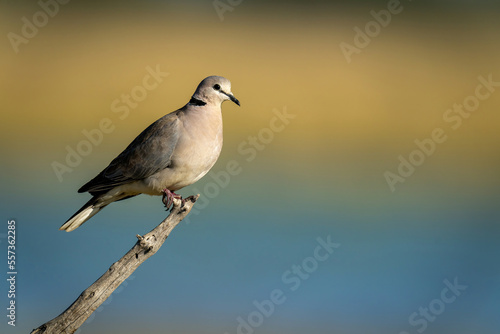 Ring-necked dove on branch in golden light