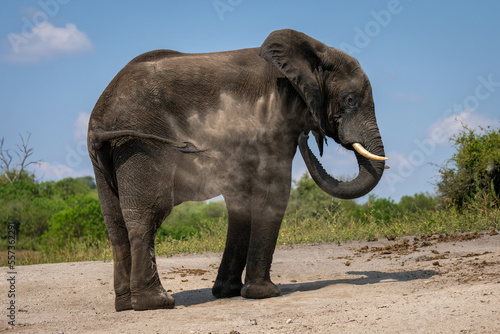 African elephant stands throwing sand over flank