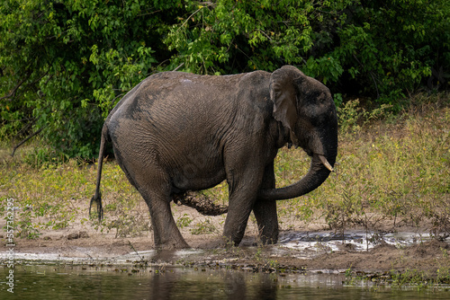 African elephant throws muddy water over belly
