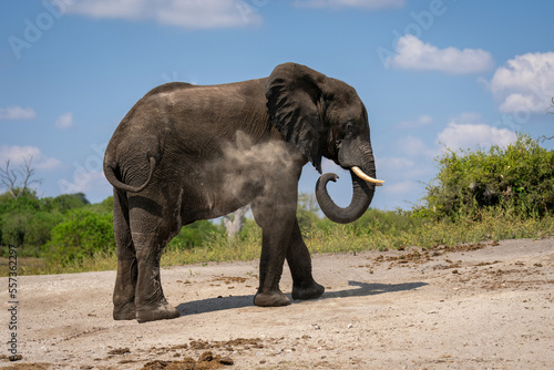 African elephant stands squirting sand over itself