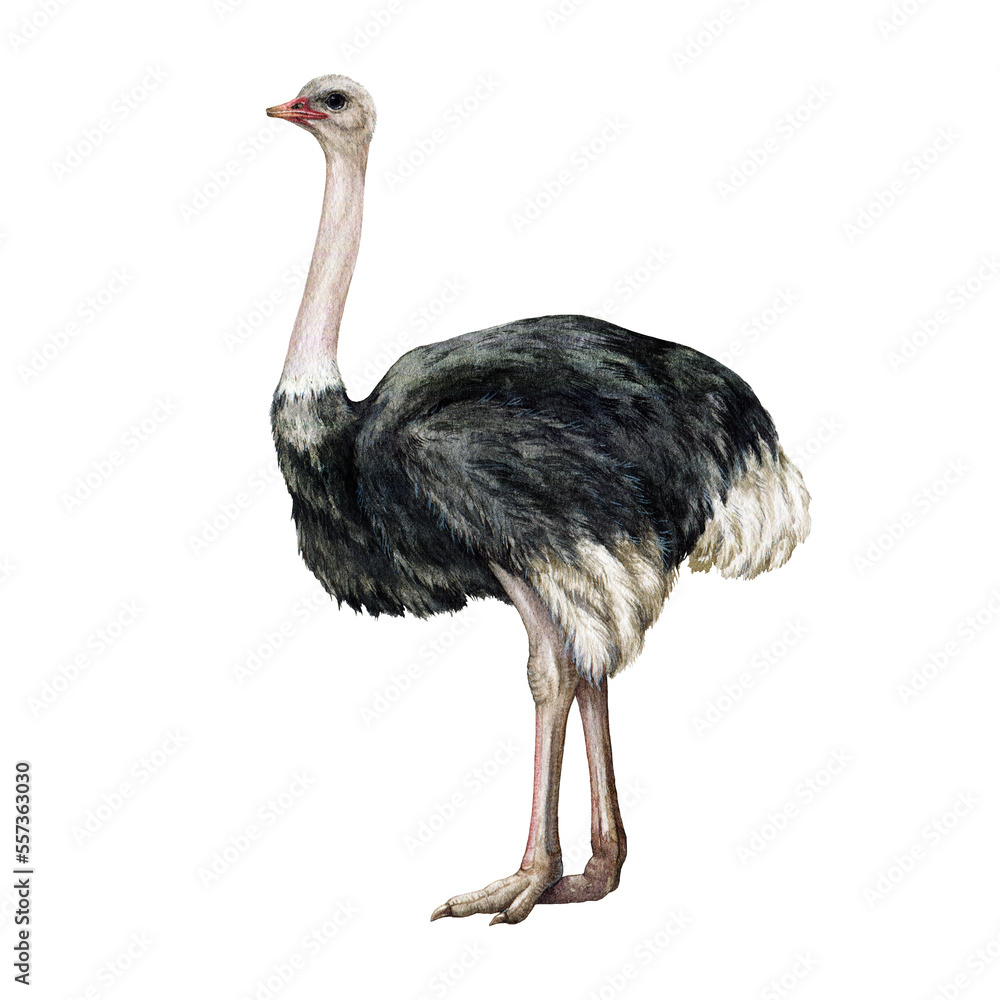African ostrich watercolor illustration. Hand drawn realistic Africa wildlife big bird. Realistic standing single ostrich bird element. Beautiful African native wild animal. - obrazy, fototapety, plakaty 