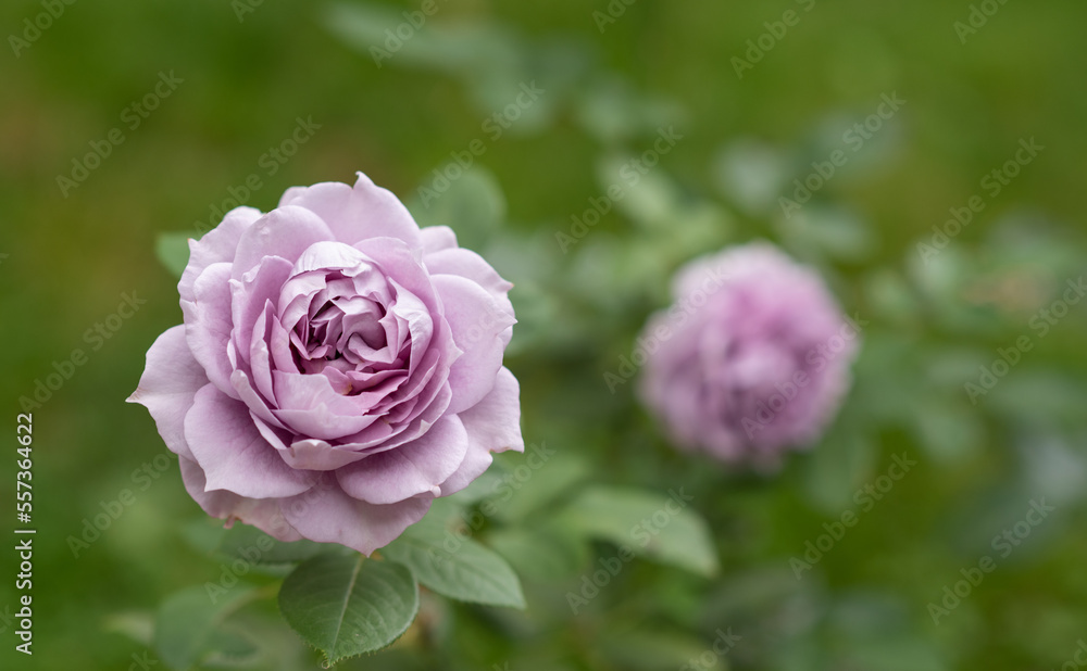Blue rose 'Novalis' of lavender color, two rose flowers in full bloom in a garden Blue rose 'Novalis' of lavender color, two rose flowers in full bloom in a garden