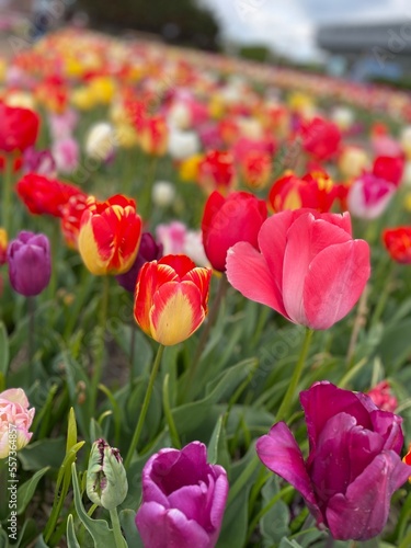 Tulpenfeld unterschiedliche Farben