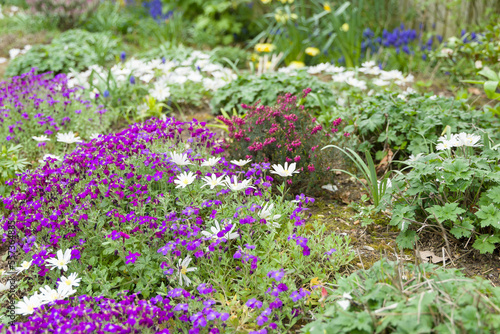 Garden flowers aubrieta and anemone blanda in flower bed, UK photo