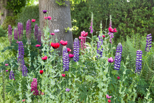 Fototapeta Naklejka Na Ścianę i Meble -  UK garden with flowers in spring. Lupins and poppies