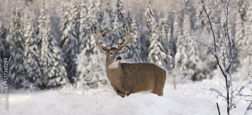 big buck deer in forest during winter