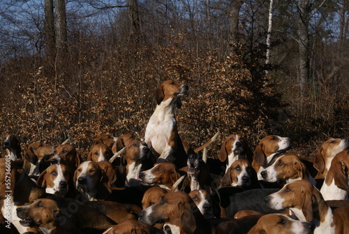 Meute chiens de chasse Saint Hubert