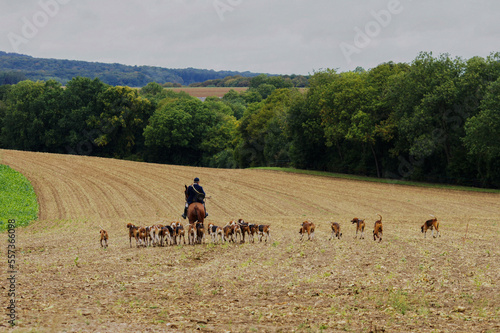 Chasse à courre meute Saint Hubert 