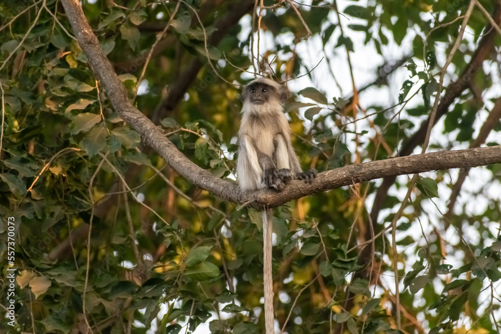 A Grey Langur aka Semnopithecus dussumieri sitting on the branch of a tree in Gir National Park in Gujarat, India. A Grey Langur aka Semnopithecus dussumieri sitting on the branch of a tree in Gir National Park in Gujarat, India.