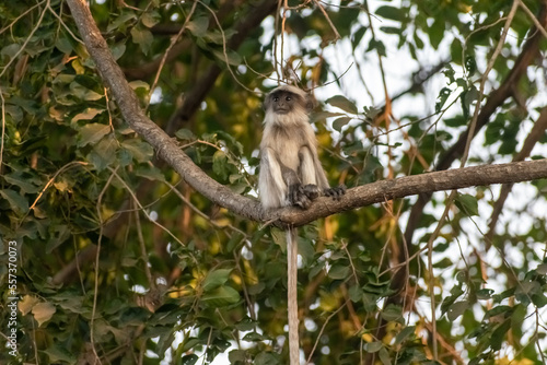 A Grey Langur aka Semnopithecus dussumieri sitting on the branch of a tree in Gir National Park in Gujarat  India.