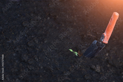 Close-up shot of a shovel digging in the ground with a sprout of growing plants in the foreground, illuminated by sunlight.