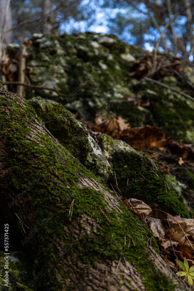 Mossy oak tree with limestone rock Mossy oak tree with limestone rock