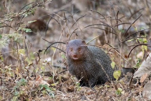 A Ruddy Mongoose aka Herpestes smithii in the forests of the Gir National Park in Gujarat, India. photo
