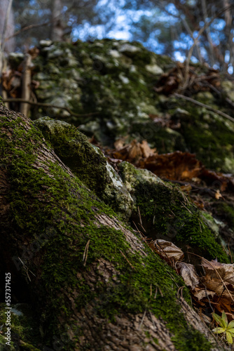 Mossy oak tree with limestone rock