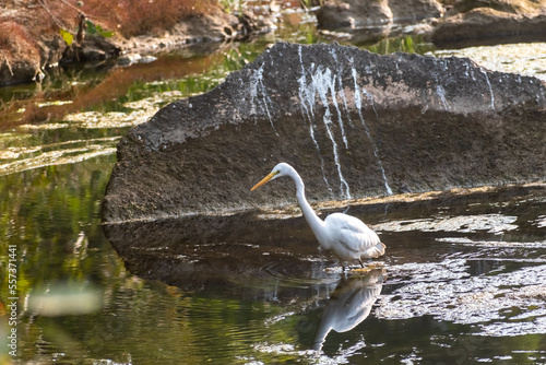 A cattle egret in the waters of a wetland lake in the Gir National Park in Gujarat  India.
