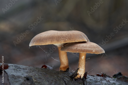 Inedible mushroom Lentinus brumalis on the wood. Known as Winter polypore. Wild brown mushrooms in floodplain forest.