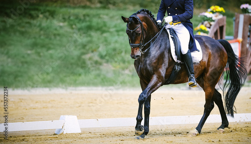 Foto Horse Dressage horse with rider in a difficult test at a trot, arranged on the right of the image with space for text on the left in landscape format