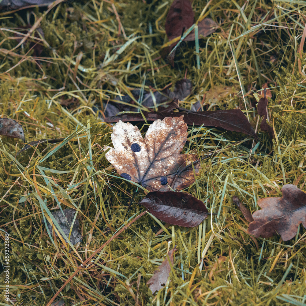 Obraz premium Ein Blatt im morgendlichen Tau auf einem sehr moosig weichen Waldboden