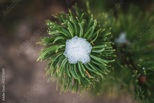 Fir branch with snow from above as close up