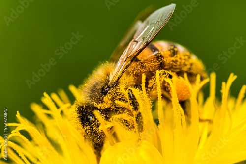 Obraz na plátně Honey bee covered with yellow pollen collecting nectar from dandelion flower