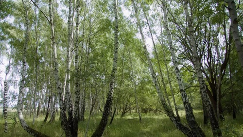 Walking in Birch Forest Passing Under the Trees.