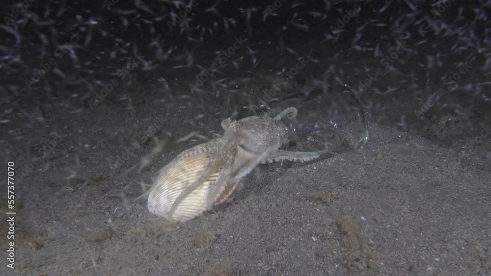 Two coconut octopuses (Amphioctopus marginatus) fight for a new home. One drives the other away and takes his shell. Lots of plankton swim around at night. Two coconut octopuses (Amphioctopus marginatus) fight for a new home. One drives the other away and takes his shell. Lots of plankton swim around at night.