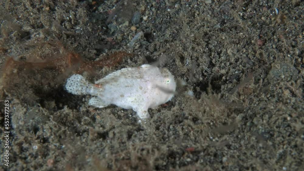 A small white frog fish sits at night on the bottom of the sea among algae, catches plankton passing by and eats it. A small white frog fish sits at night on the bottom of the sea among algae, catches plankton passing by and eats it.
