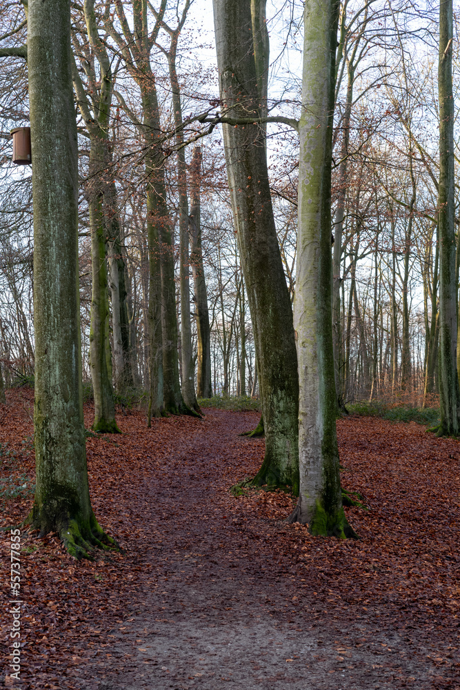 path in autumn forest