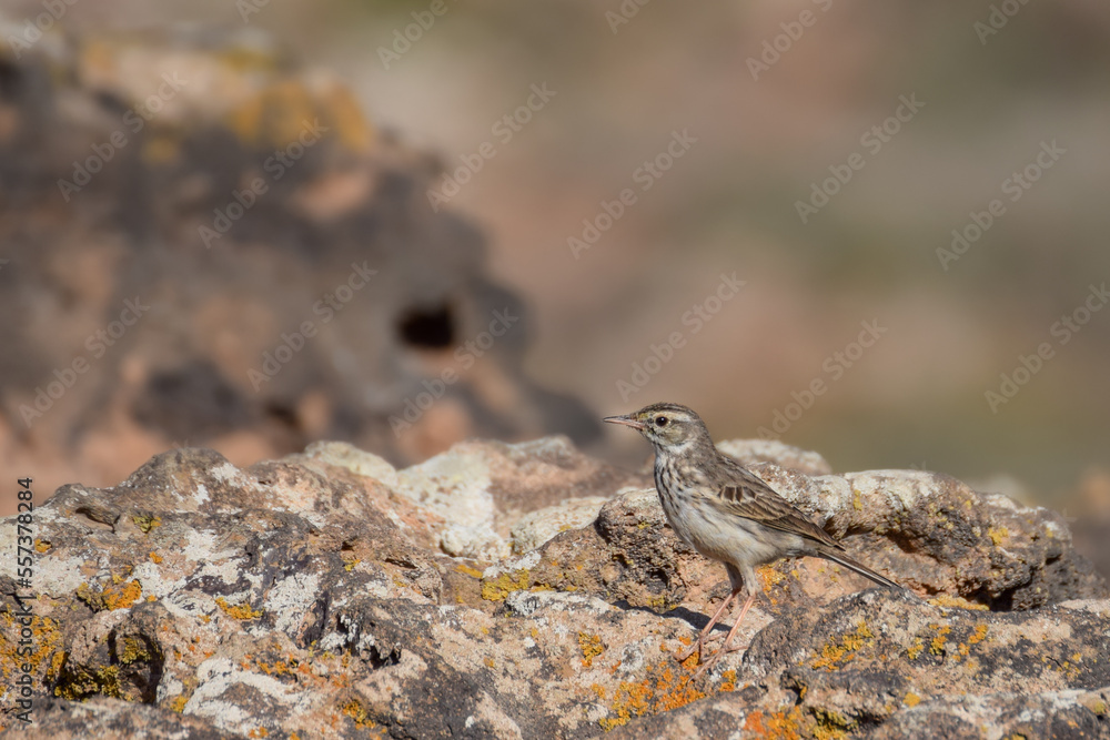 Berthelot's pipit on the rocks in Fuerteventura, Canary Islands, Spain Berthelot's pipit on the rocks in Fuerteventura, Canary Islands, Spain