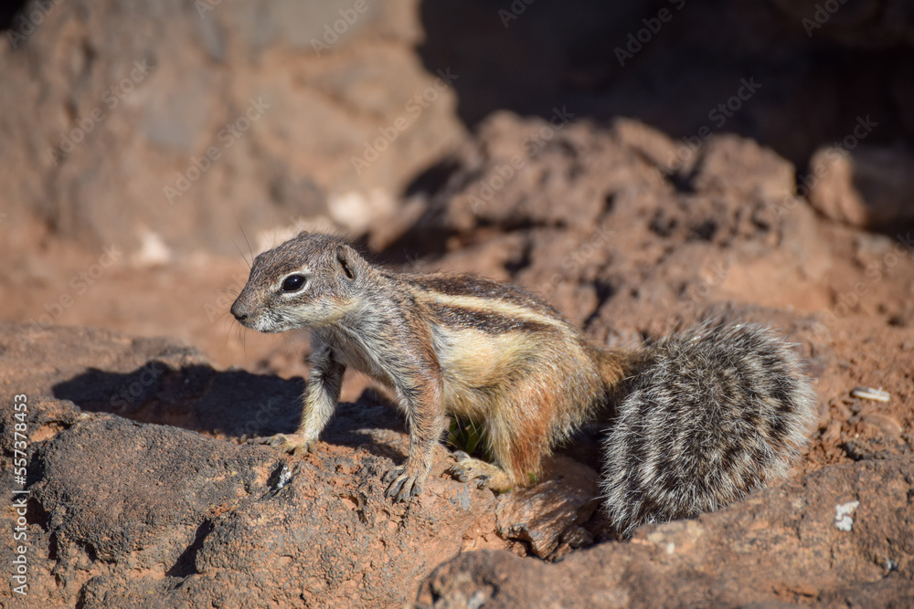 Mountain ground squirrel on the rocks in Fuerteventura, Canary islands, Spain Mountain ground squirrel on the rocks in Fuerteventura, Canary islands, Spain