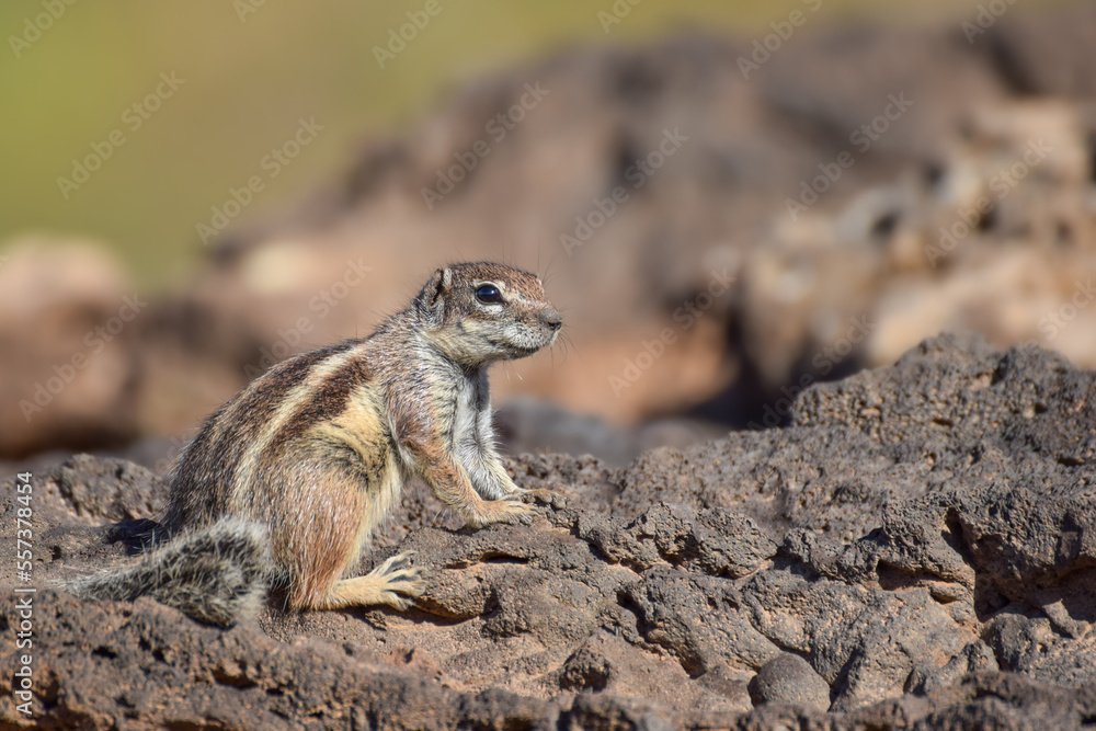 Mountain ground squirrel on the rocks in Fuerteventura, Canary islands, Spain Mountain ground squirrel on the rocks in Fuerteventura, Canary islands, Spain