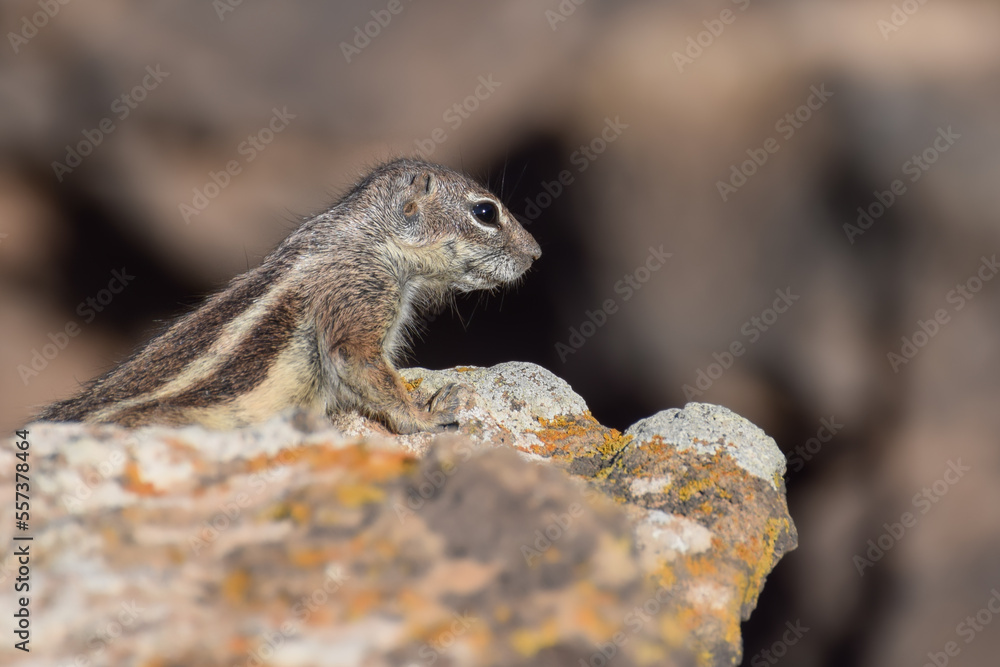 Mountain ground squirrel on the rocks in Fuerteventura, Canary islands, Spain Mountain ground squirrel on the rocks in Fuerteventura, Canary islands, Spain