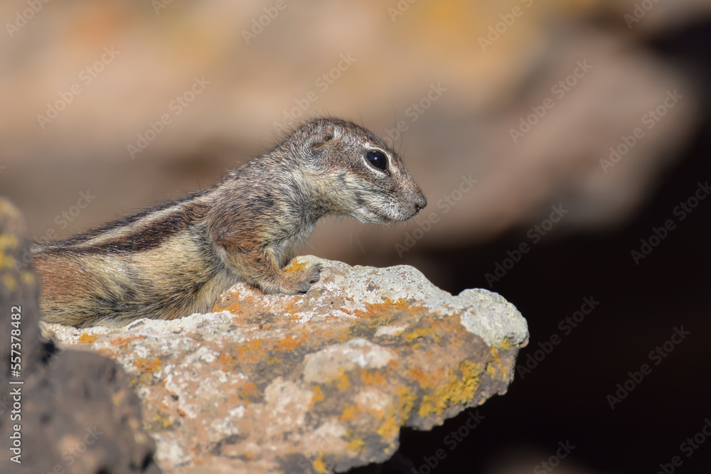 Mountain ground squirrel on the rocks in Fuerteventura, Canary islands, Spain Mountain ground squirrel on the rocks in Fuerteventura, Canary islands, Spain
