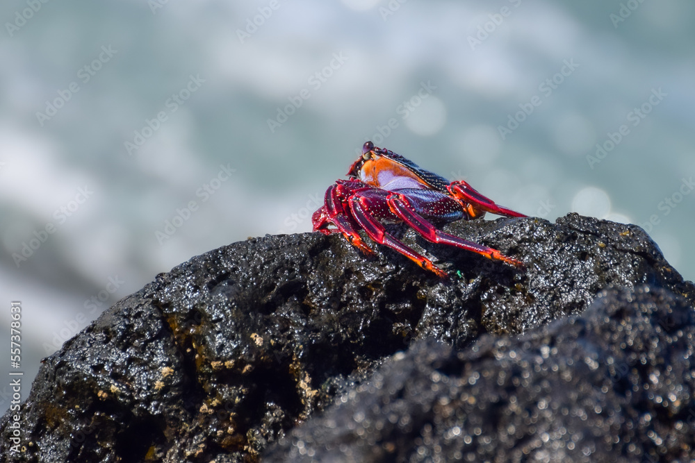 Grapsus adscensionis (Red Rock Crab) at the beach on Fuerteventura, Canary islands, Spain Grapsus adscensionis (Red Rock Crab) at the beach on Fuerteventura, Canary islands, Spain