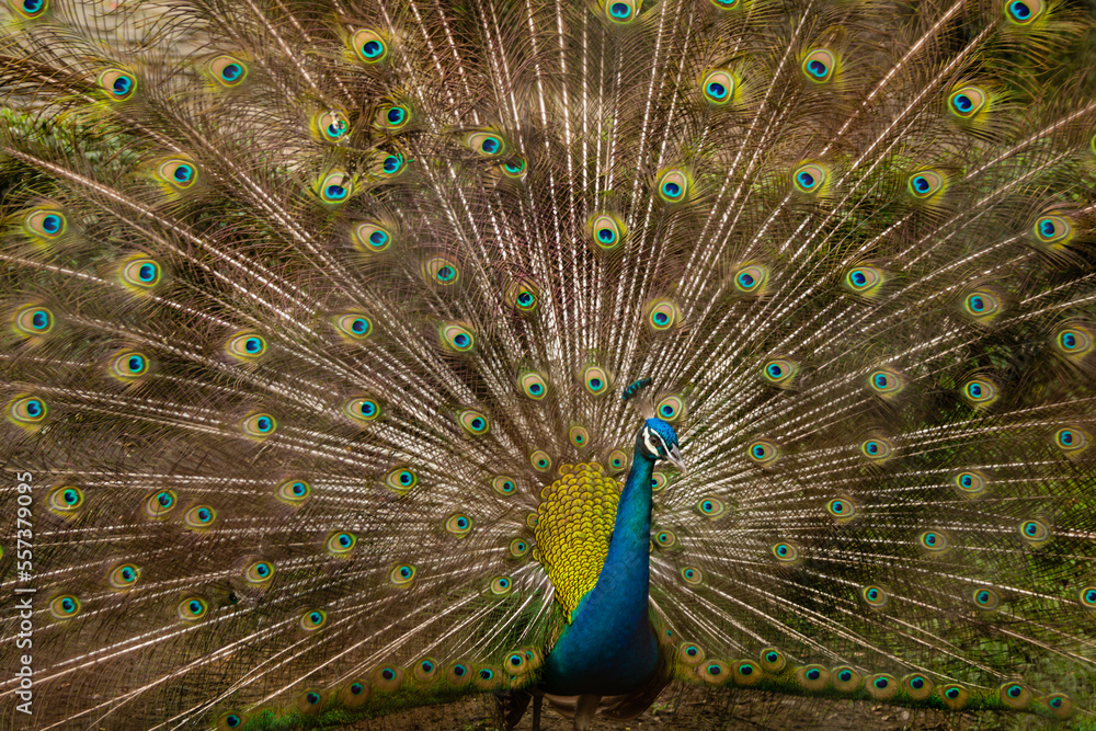 Fototapeta premium peacock with feathers