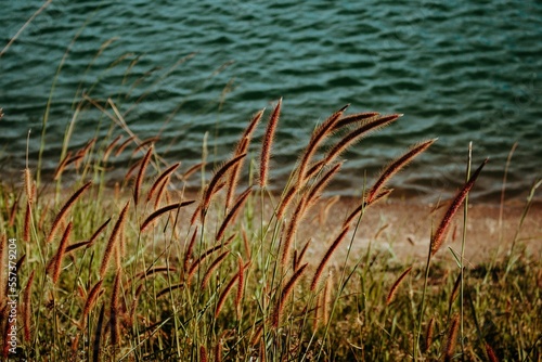 grass and water bank by the lake photo