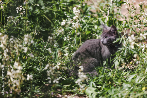 Grey cat with green eyes exploring nature