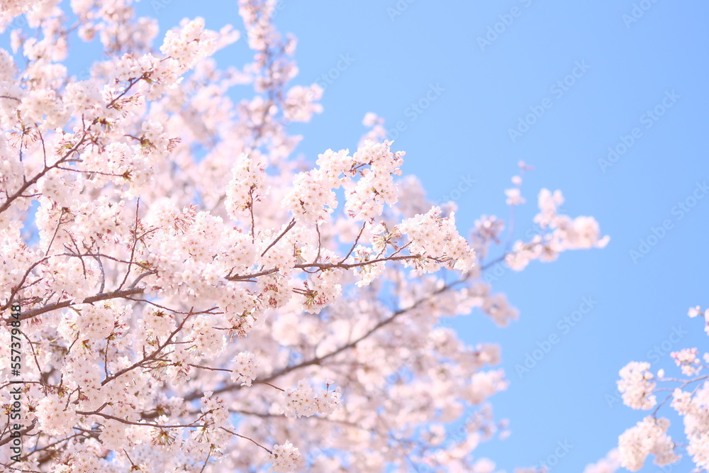 blooming cherry blossom against blue sky