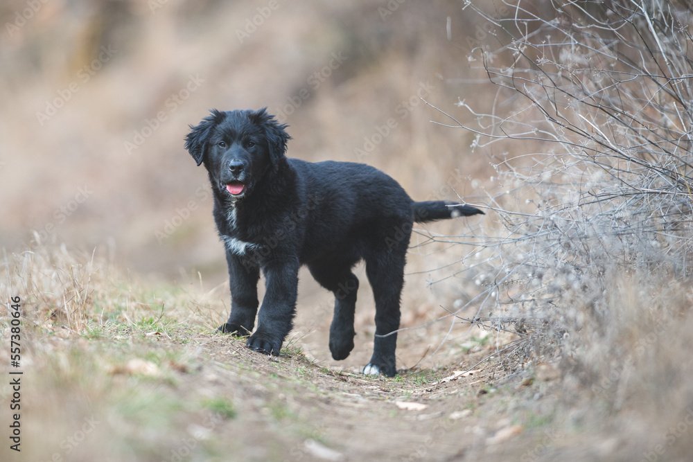 Happy puppy dog running. Black golden retriever