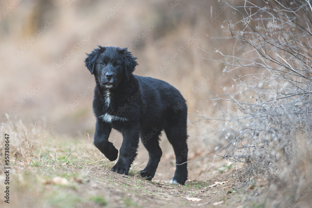 Happy puppy dog running. Black golden retriever Happy puppy dog running. Black golden retriever