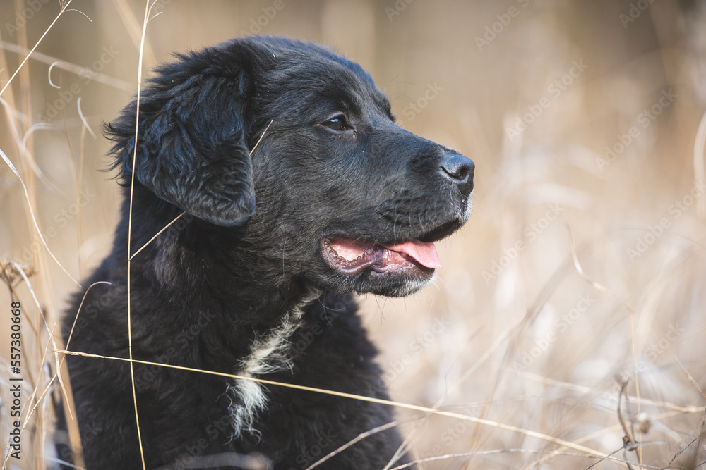 Happy puppy dog running. Black golden retriever Happy puppy dog running. Black golden retriever