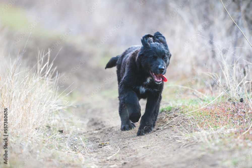 Happy puppy dog running. Black golden retriever Happy puppy dog running. Black golden retriever